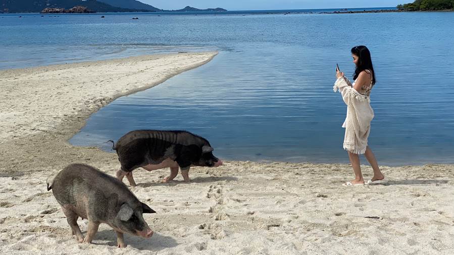 Cochons Sawasdee Ka!  Les voyageurs peuvent désormais explorer la `` Baie des Cochons '' en Thaïlande
