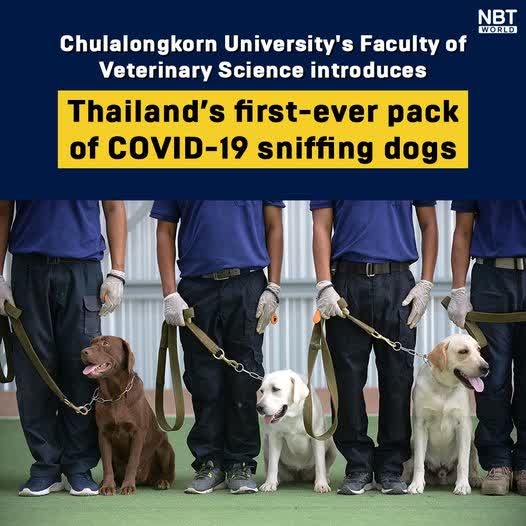 La Faculté des sciences vétérinaires de l’Université de Chulalongkorn présente les premiers chiens renifleurs de COVID-19 en Thaïlande