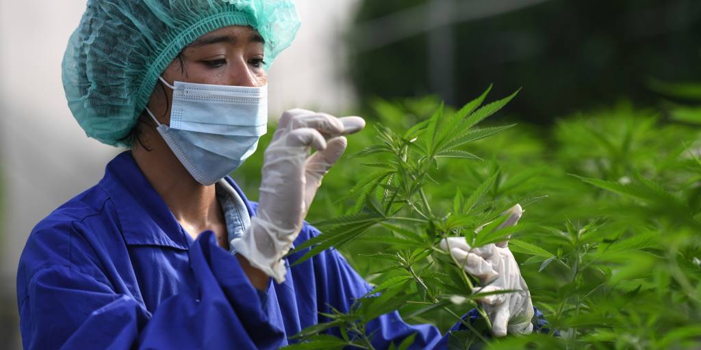 La Thaïlande fait un pas vers la dépénalisation de la marijuana