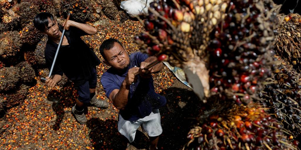 La crise de l'huile de palme en Indonésie pousse l'administration Jokowi à bout