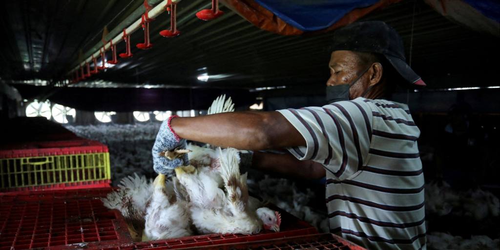 La Malaisie lève l'interdiction sur certaines exportations de poulet, y compris les rangers libres