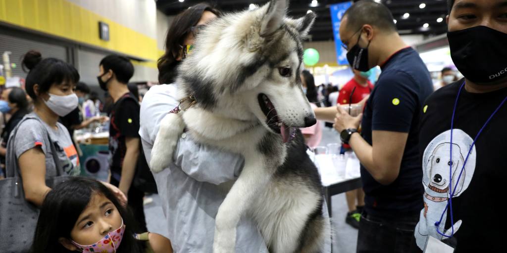 Le meilleur ami d'un roi : la Thaïlande connaît un boom des propriétaires d'animaux de compagnie