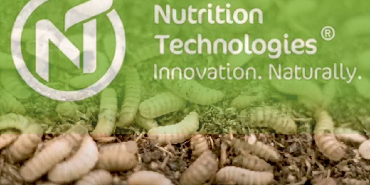 Une startup singapourienne qui transforme des larves de mouches en aliments pour animaux reçoit 20 millions de dollars