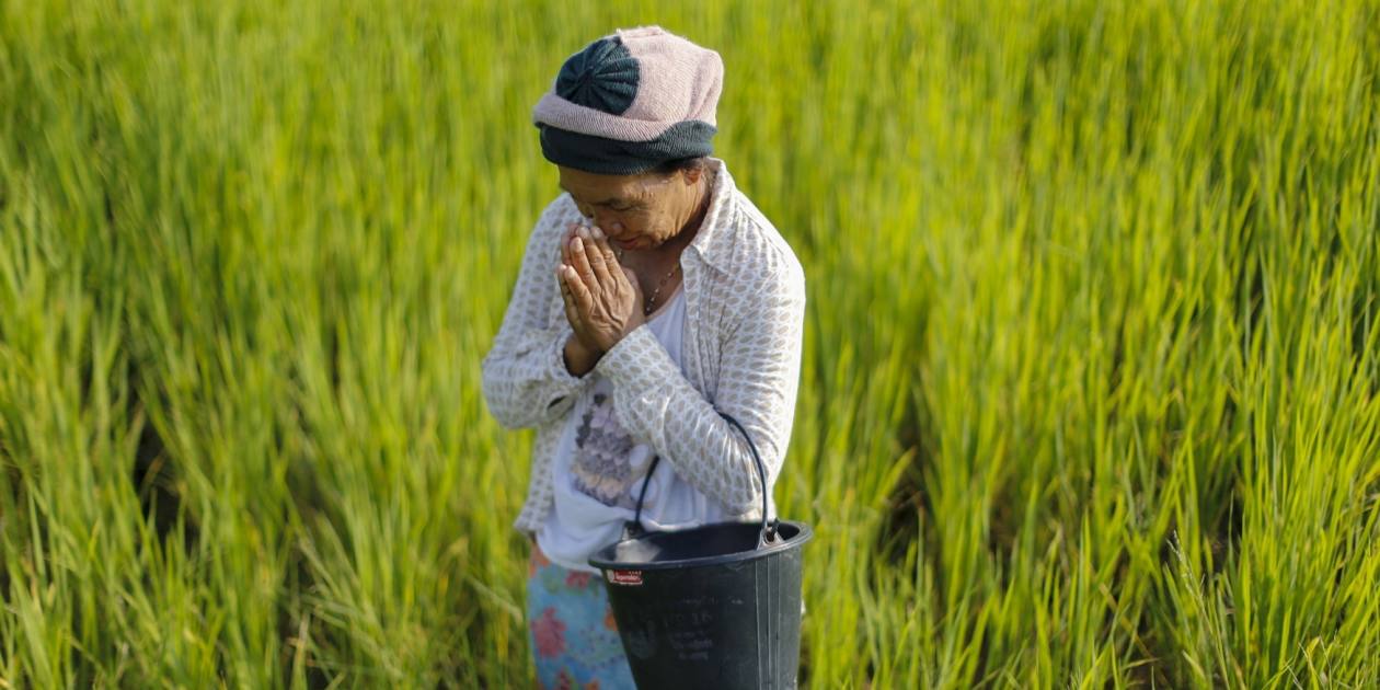 Le riz vietnamien dans les champs thaïlandais pose un problème croissant