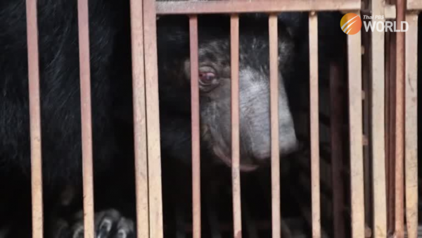 Cinq ours sauvés d'une ferme illégale de bile au Vietnam
