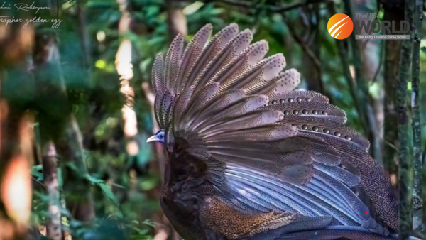 Faisan rare capturé par des pièges photographiques dans le sanctuaire de faune de Kathun