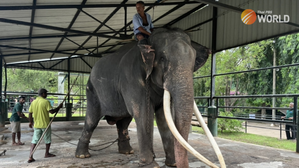 Un éléphant thaïlandais au Sri Lanka va rentrer chez lui pour se faire soigner